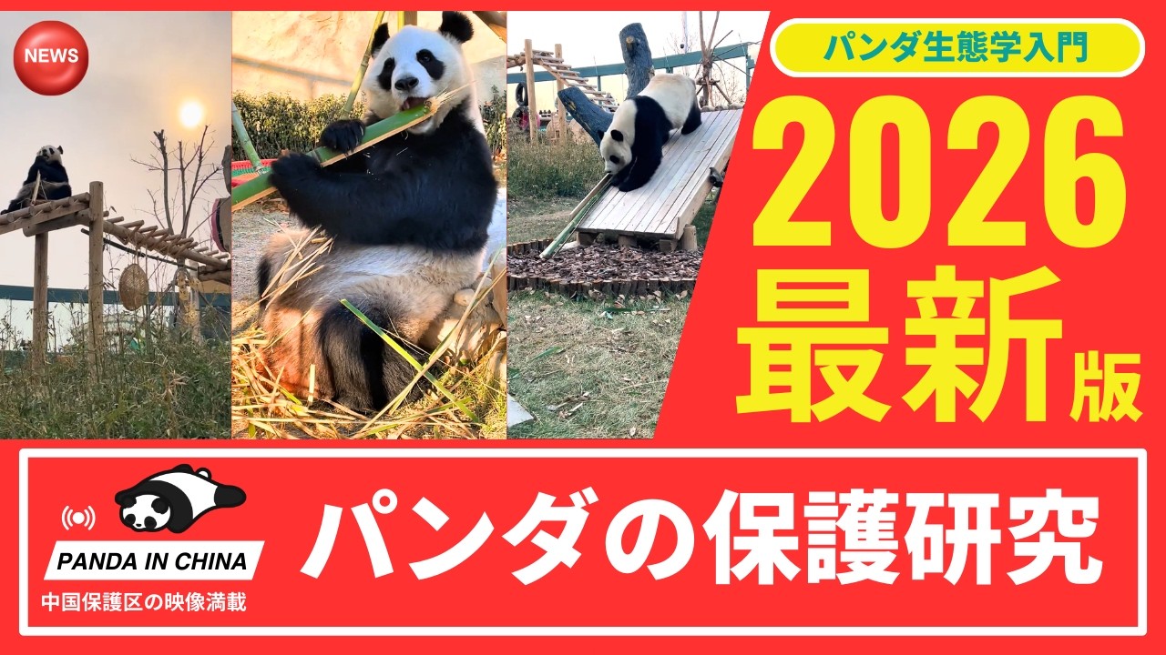 【パンダ生態学入門】星美＆巧巧で観察・学ぶ 竹食と糞生態、睡眠、マーキング＆木登り、パンダの驚きの1日のパンダ研究と保護活動