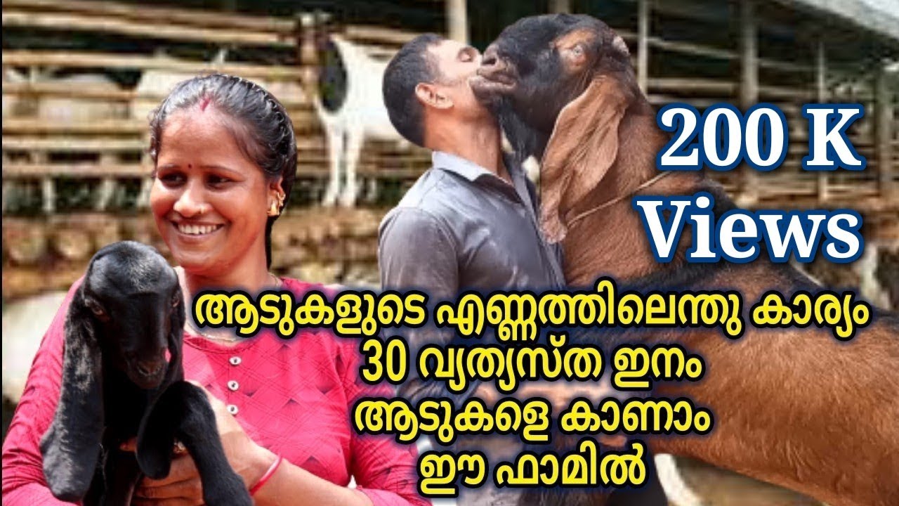 ഈ ഫാമിൽ പോയാൽ വിദേശയിനം അടുകളെയും കാണാം