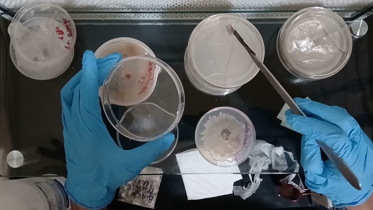 Culturing Gourmet Fungi | Exotic Agar Transfers | Featuring Black Truffle
