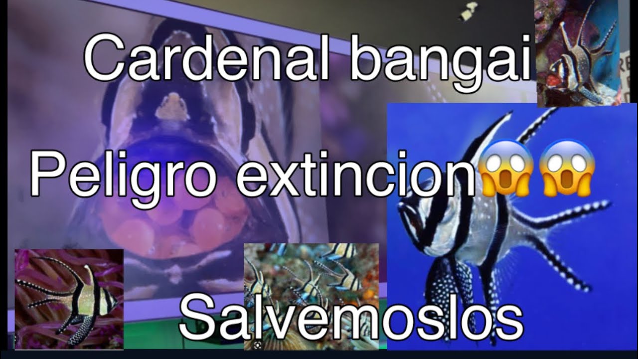 Pez cardenal de bangai / peligro de extinción/ la podremos salvar?