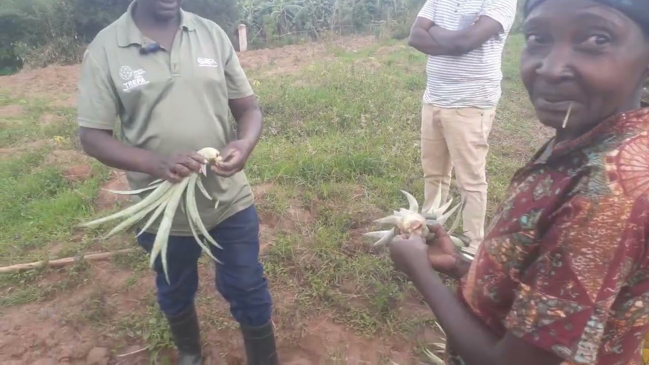 Nguku uko watera inanasi kugirango zidapfa mumurima wa pome ntakibangamiwe.Eng.Ally,Phone:0788549685