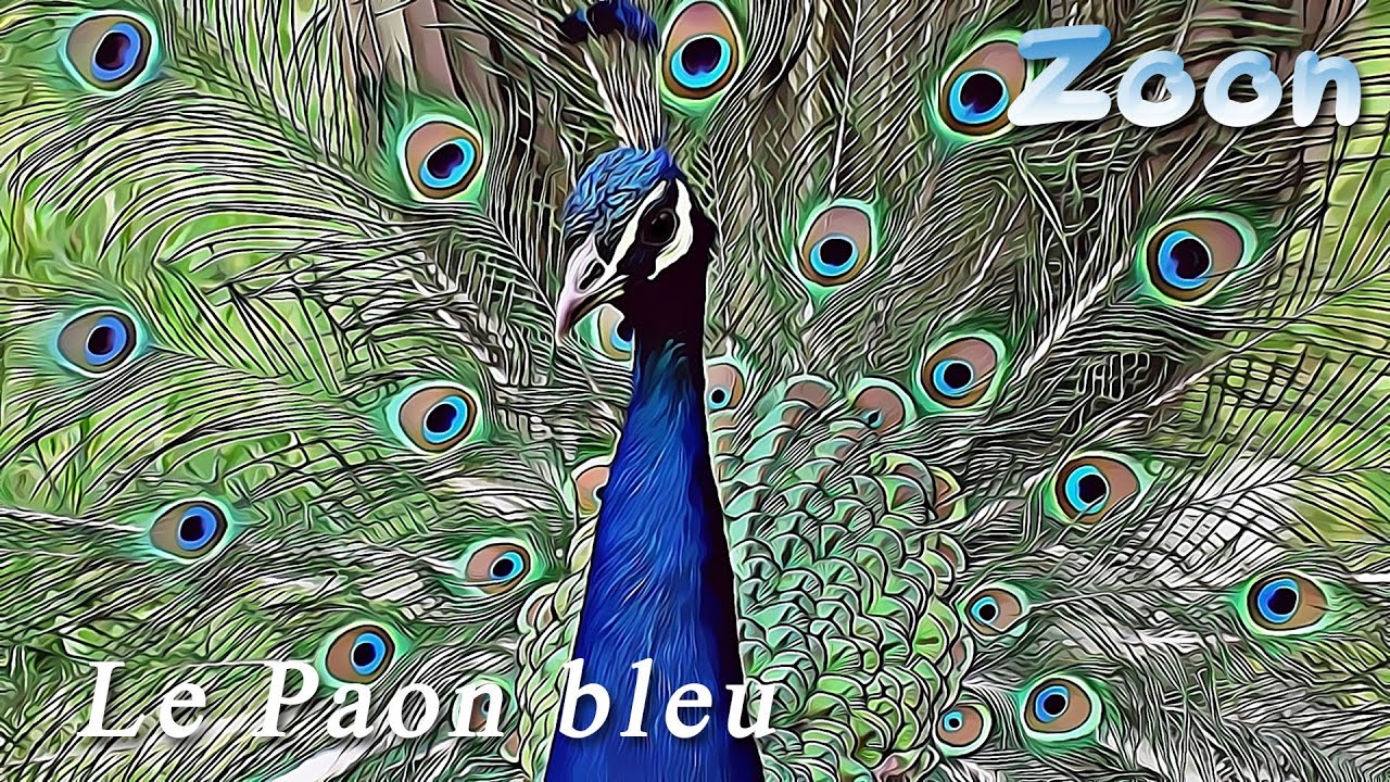 Le Paon bleu &ndash; The Indian Peafowl