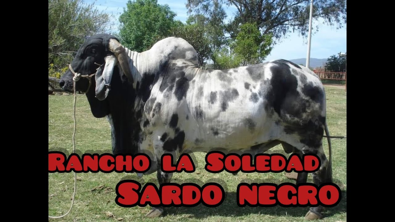 VISITANDO este IMPRESIONANTE rancho SARDO NEGRO/rancho La Soledad