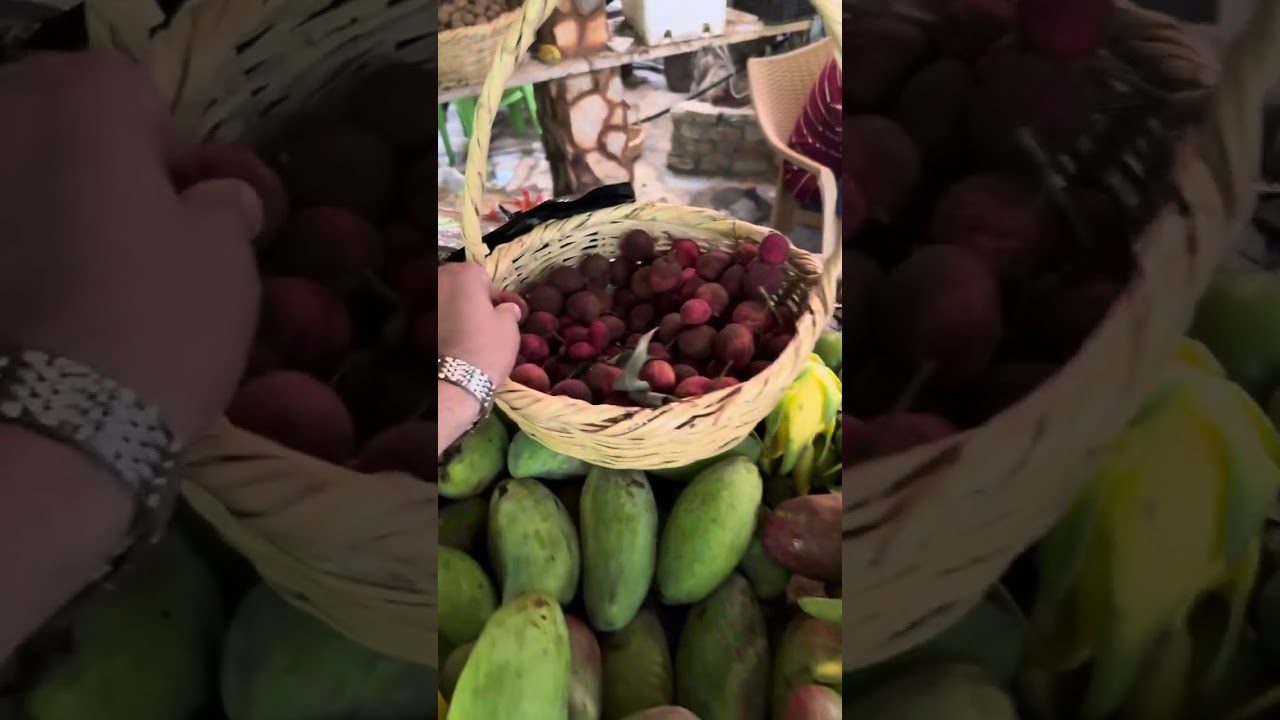 الغابة الاستوائية في طرطوس