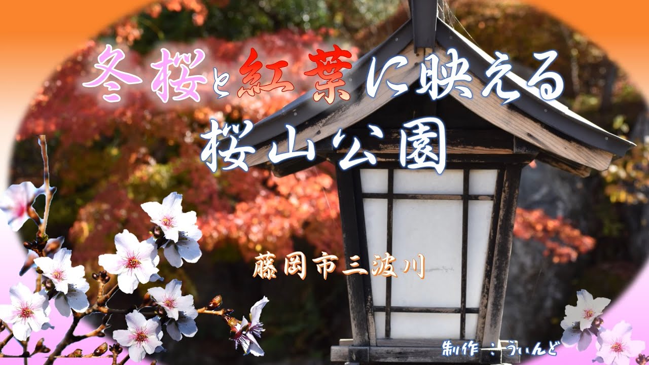 冬桜と紅葉の競演、桜山公園！　プチナレーション入り