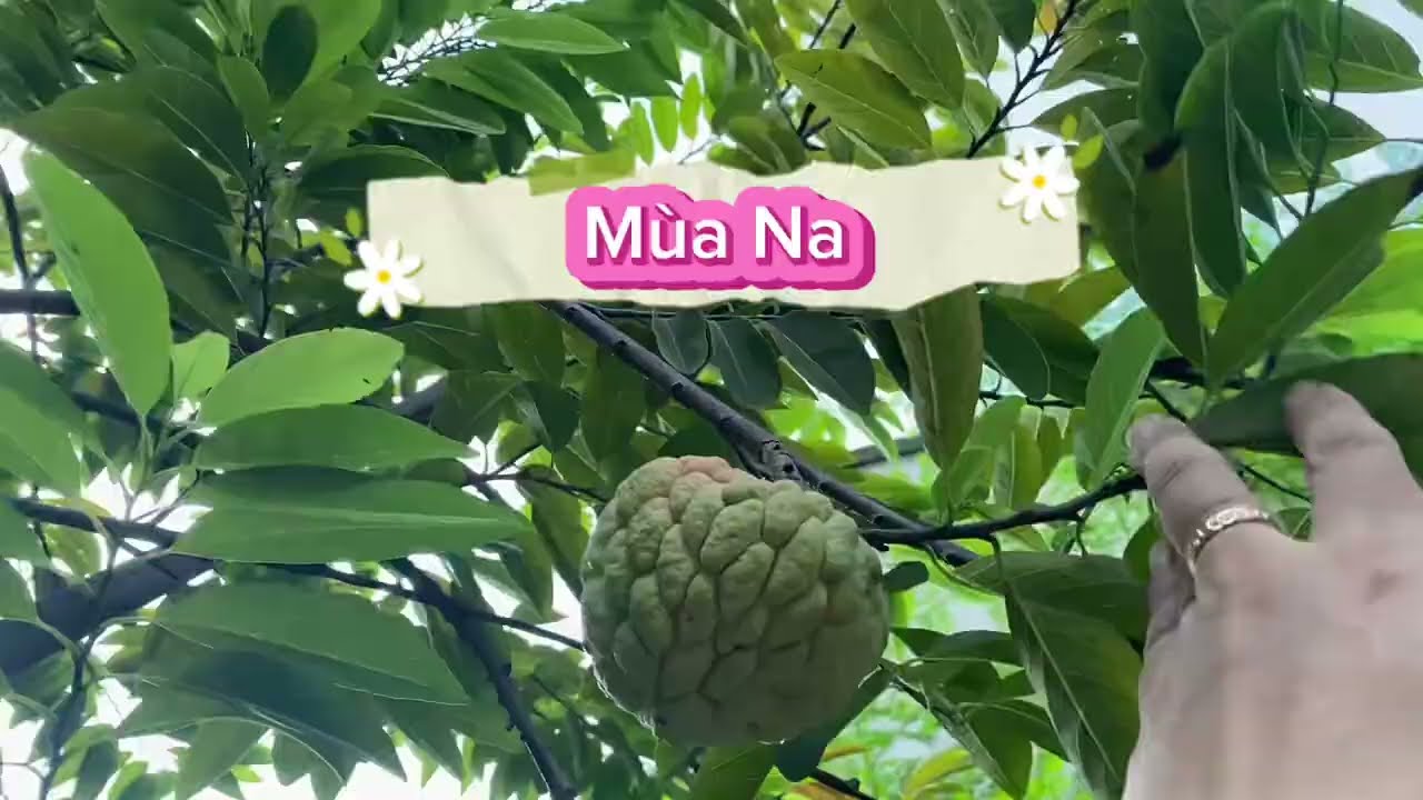 Làm Vườn: Mùa Na (Mãng Cầu) - Phải Bỏ Bớt Trái