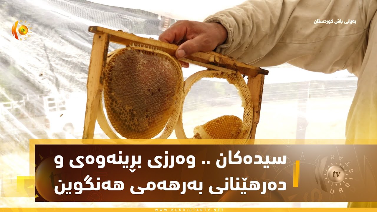 سیدەكان    وەرزی بڕینەوەی و دەرهێنانی بەرهەمی هەنگوین