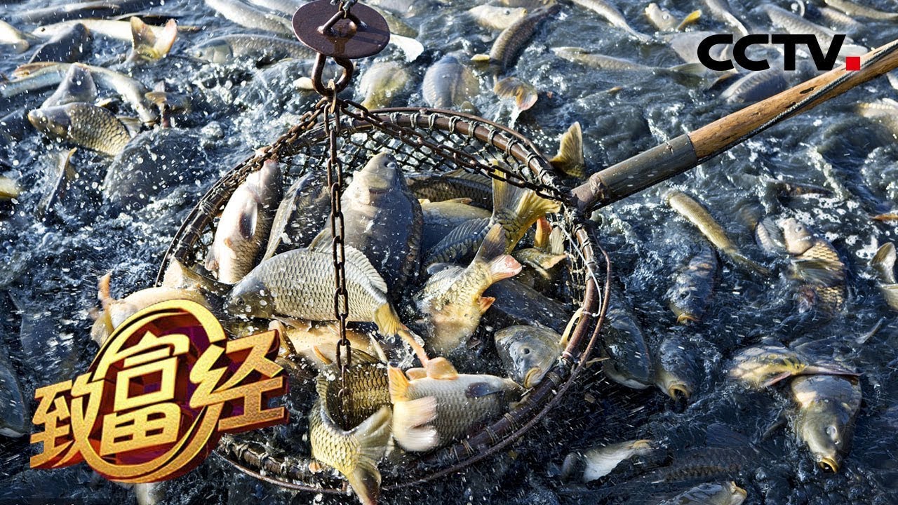 《致富经》 鬼门关里抓出黄金财 南麂岛上的老人与海 20190808 | CCTV农业