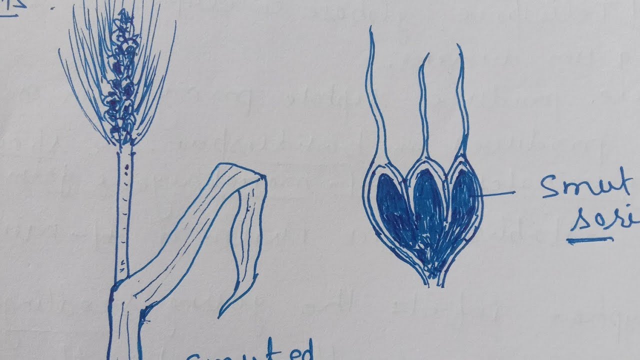 Covered Smut of Barley || Dr. Govind Kumar Barupal