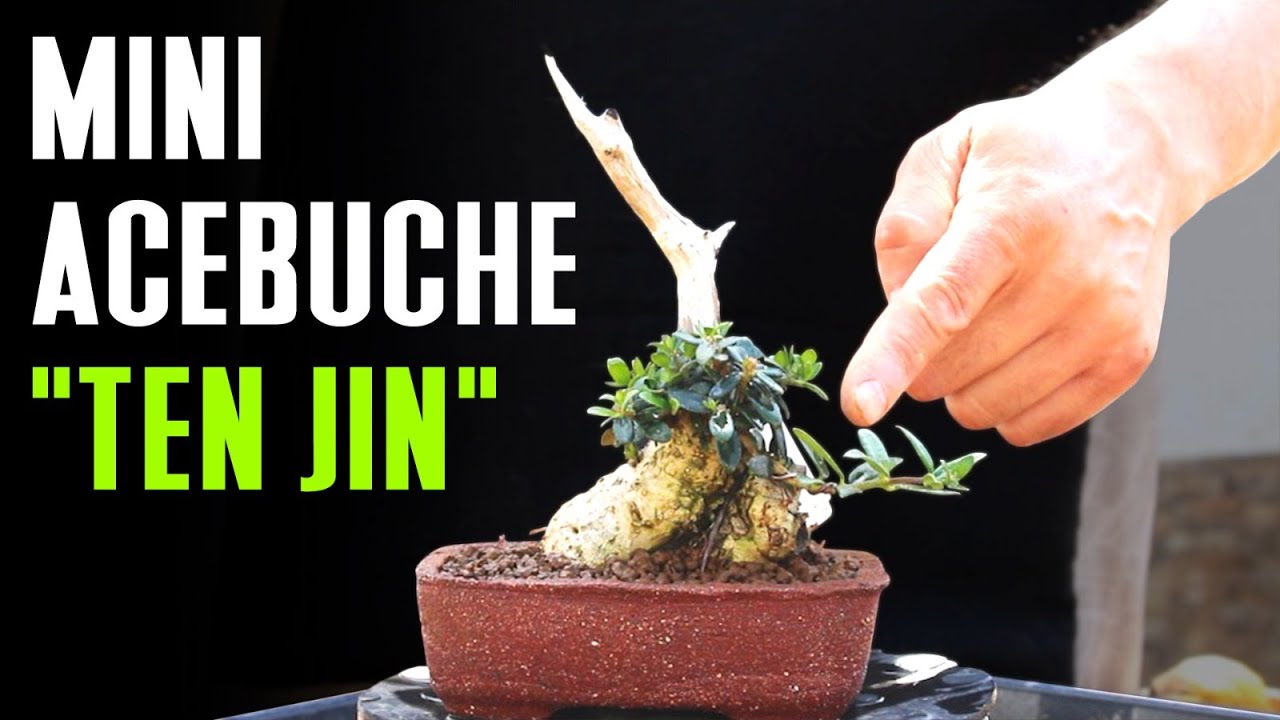 Mini Bonsai Acebuche con gran futuro