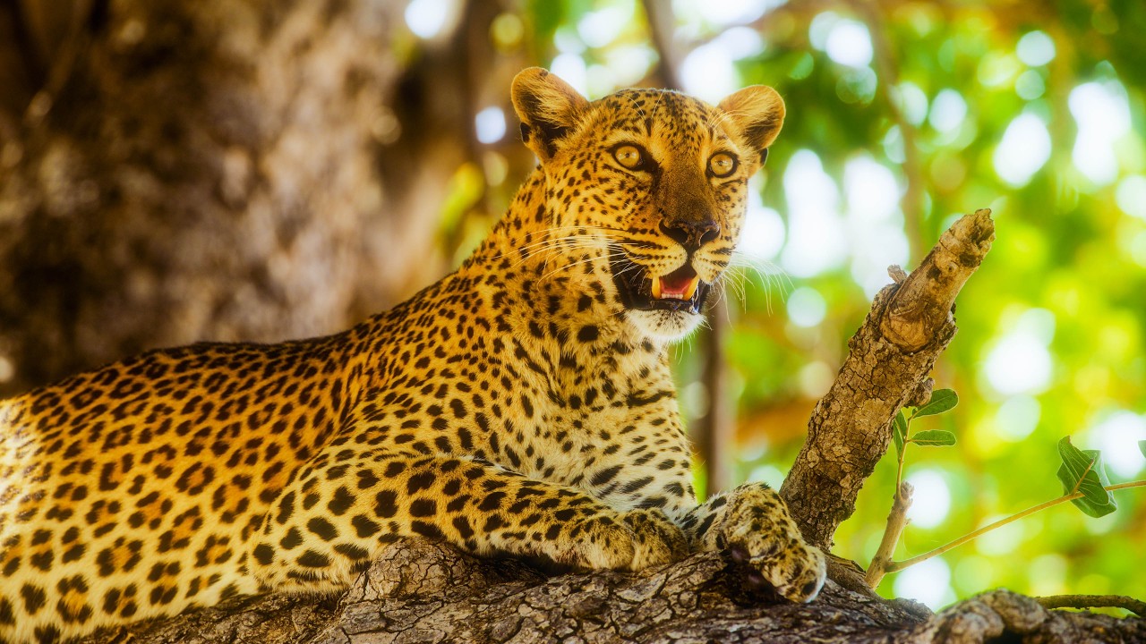 Botswana Wildlife 4K HDR | Lions, Leopards & Zebras &ndash; Cinematic Safari Short Film - Part 3/2
