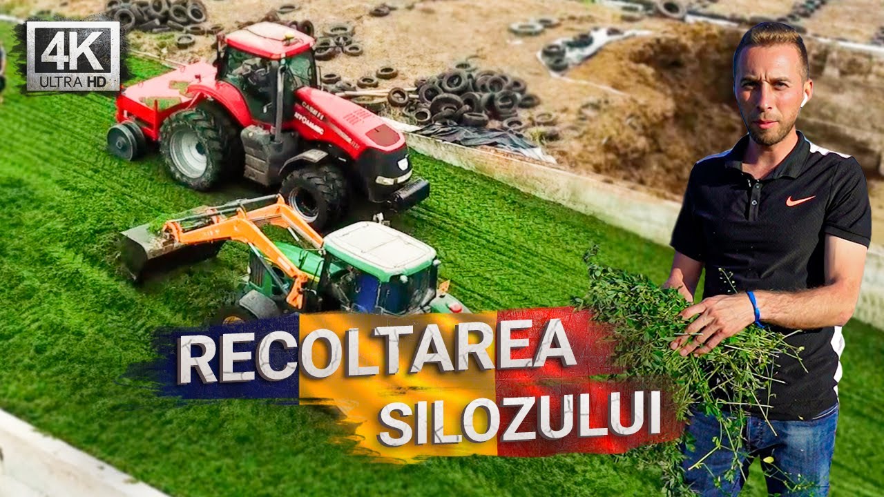 Recoltarea lucernei pentru furaje. Întregul proces, utilajele, logistica și conservarea