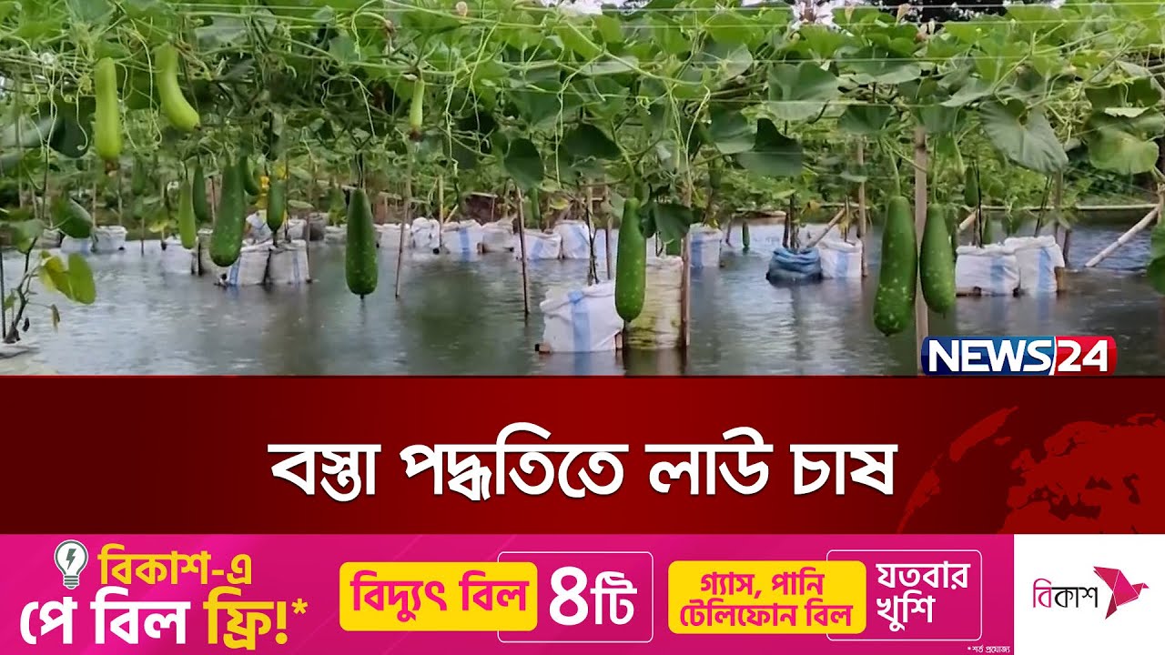 ঠাকুরগাঁওয়ে জলাবদ্ধ জমিতে বস্তা পদ্ধতিতে ভাসমান লাউ চাষ | News24