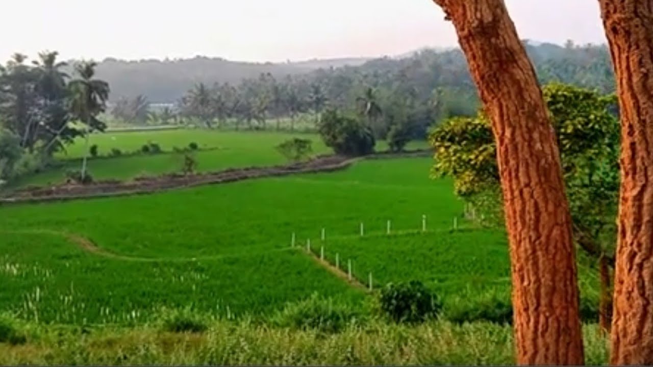 Rice fields Cinematic Video Shot on Redmi Note 10 Pro