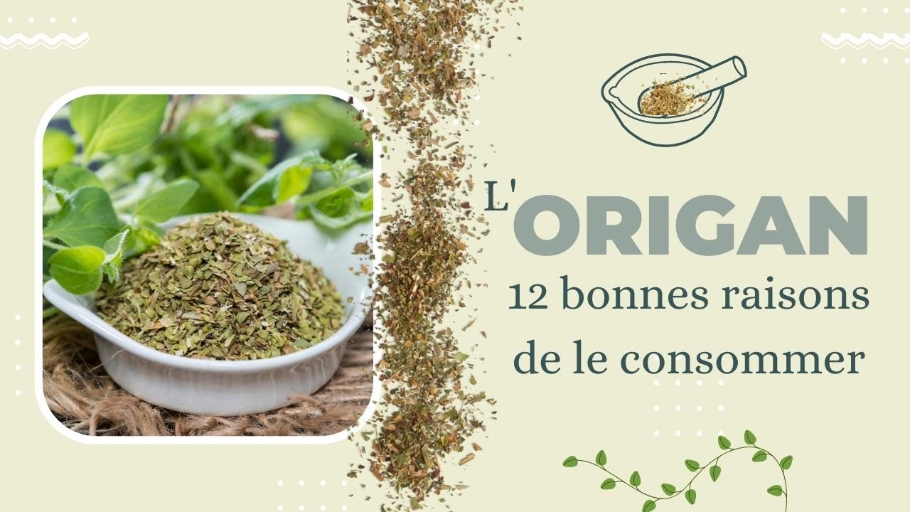 Cette plante est une merveille de la nature: l'ORIGAN