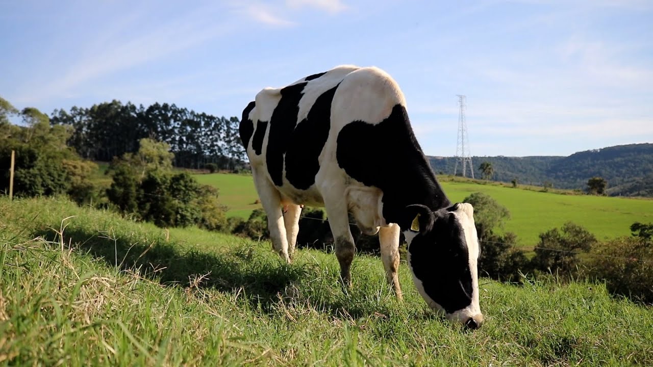 VACA 4.0 | Futuro da pecuária de leite!