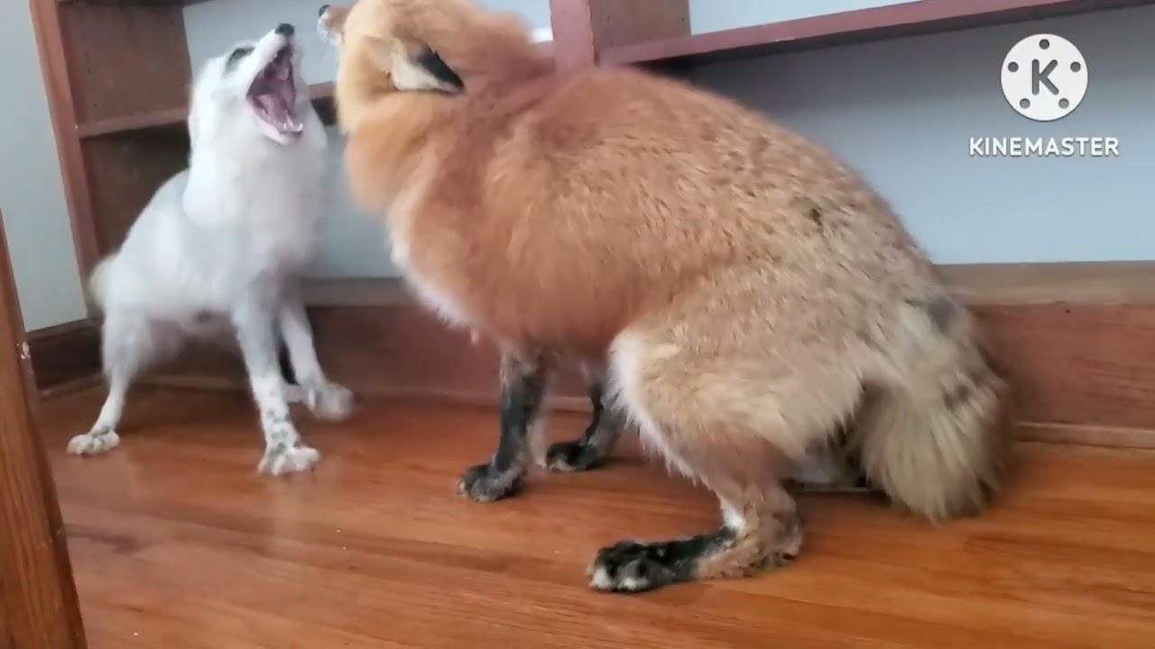 FƐMÆŁƐ FØX̌Ɛß §ÇŕəæŕmîÑGʻ