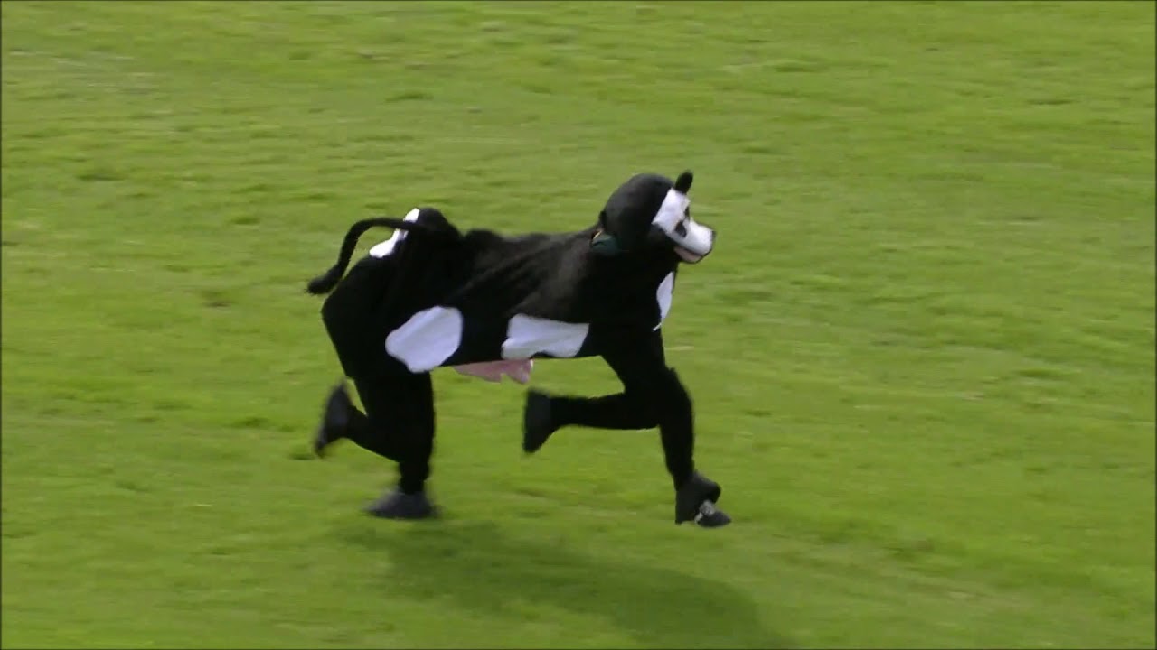Dis-ass-ter at Panto Horse Race Grand Crash-ional
