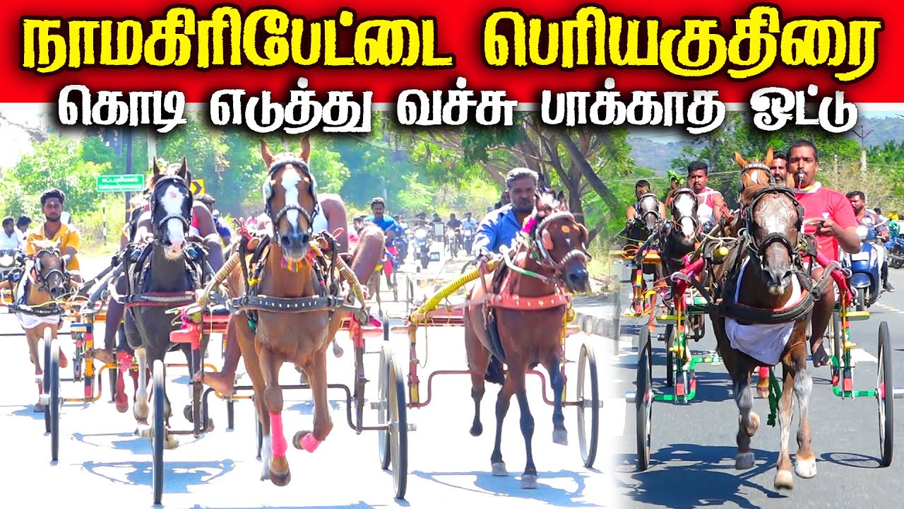நாமகிரிப்பேட்டை பெரிய குதிரை _ 15.01.2026