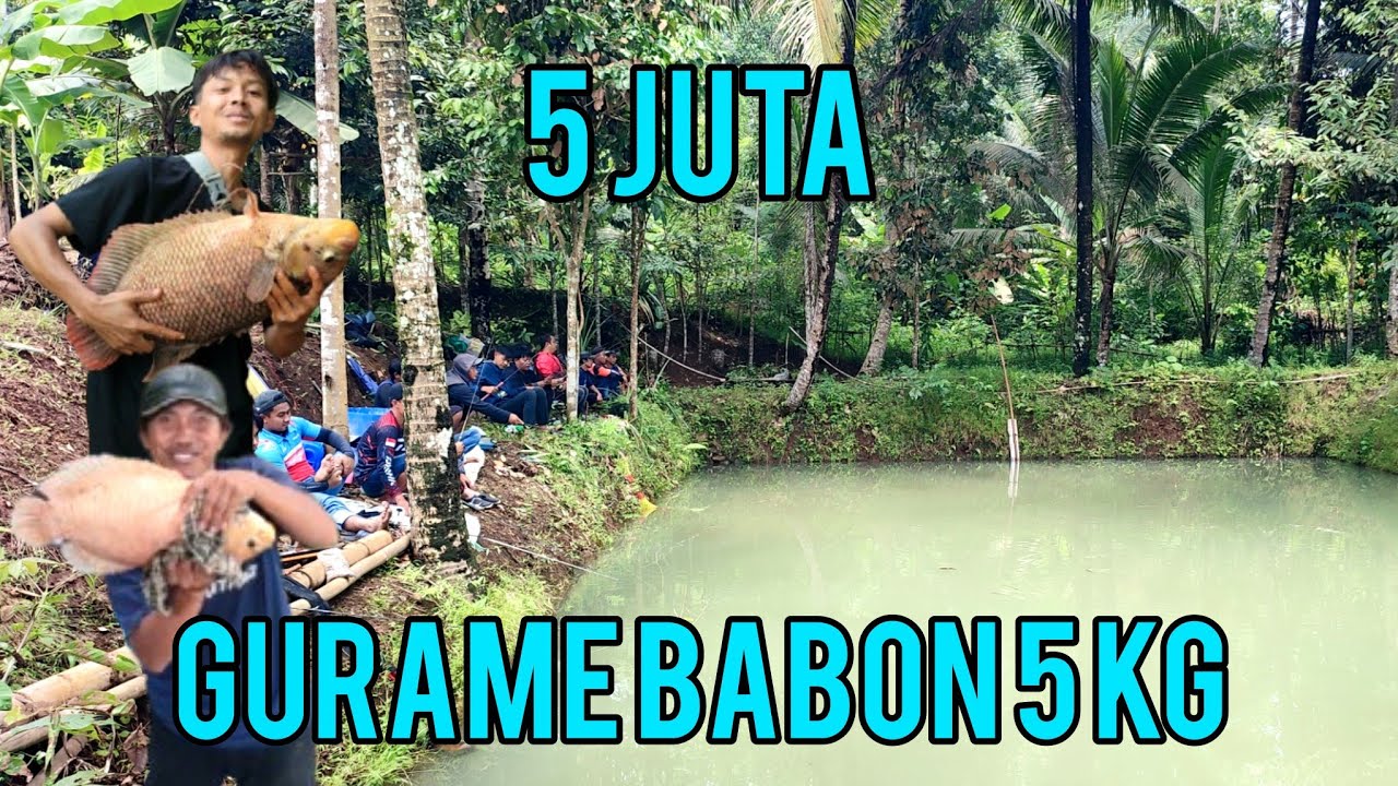 BORONGAN 5 JUTA GURAME BABON