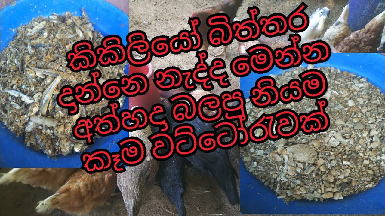 බිත්තර දාන එක අඩුයිද මෙන්න නියම විසදුමක් Laying less eggs is a great solution🐓🐓#farming #animals