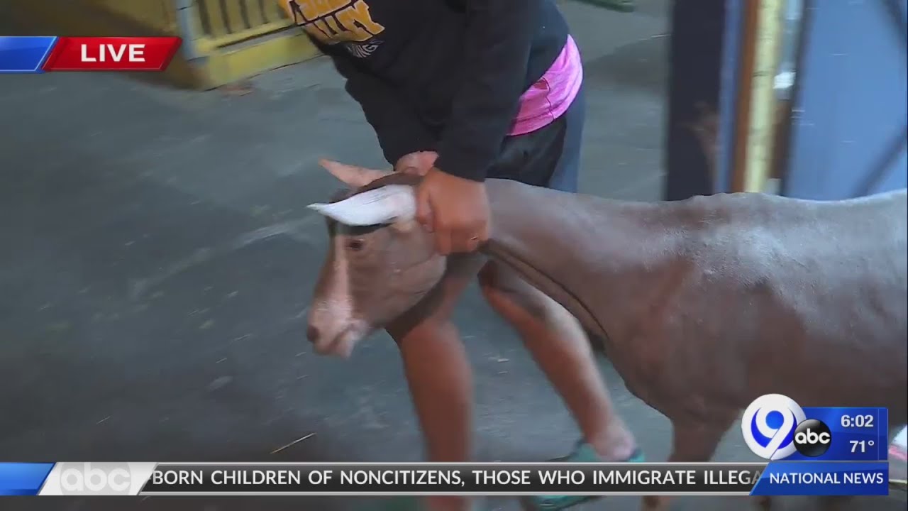 Goat milking contest held at NYSF