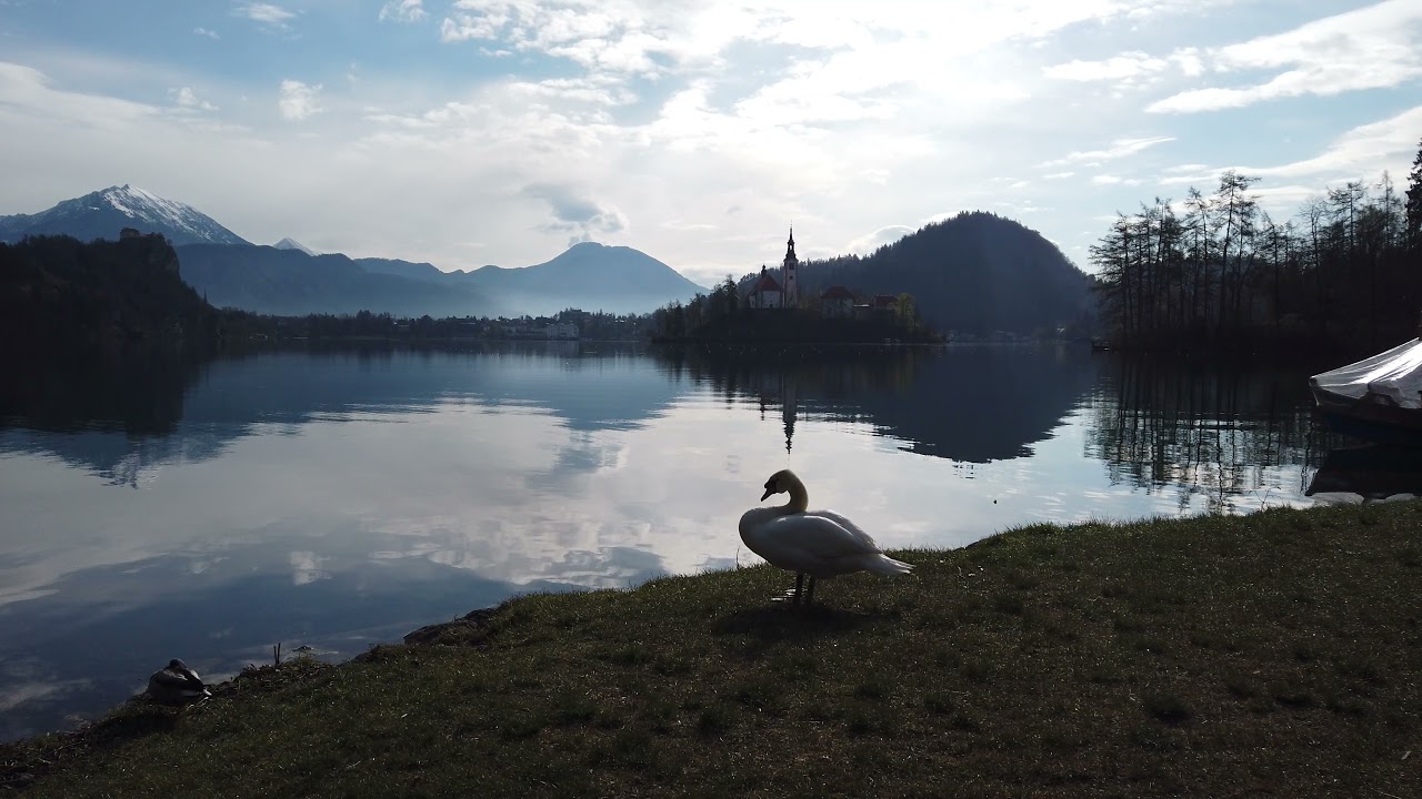 Lake Bled Swan, Slovenia ~ 4K Virtual Travel