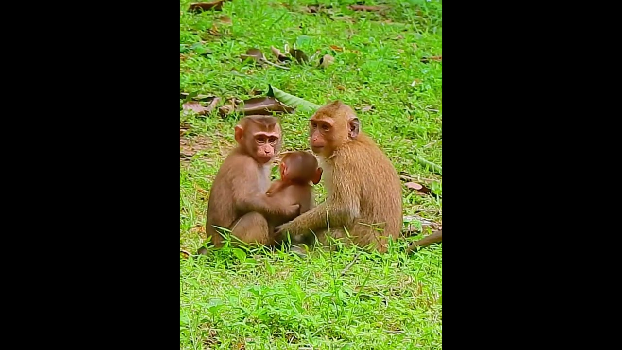 #animals #funny #monkey #animalsbaby #po
