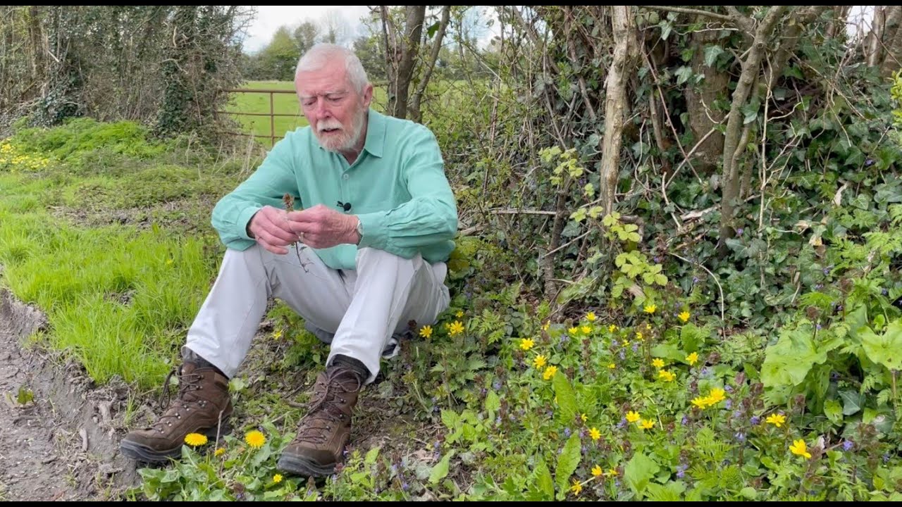 Ground Ivy with John Feehan in spring, Wildflowers of Offaly series