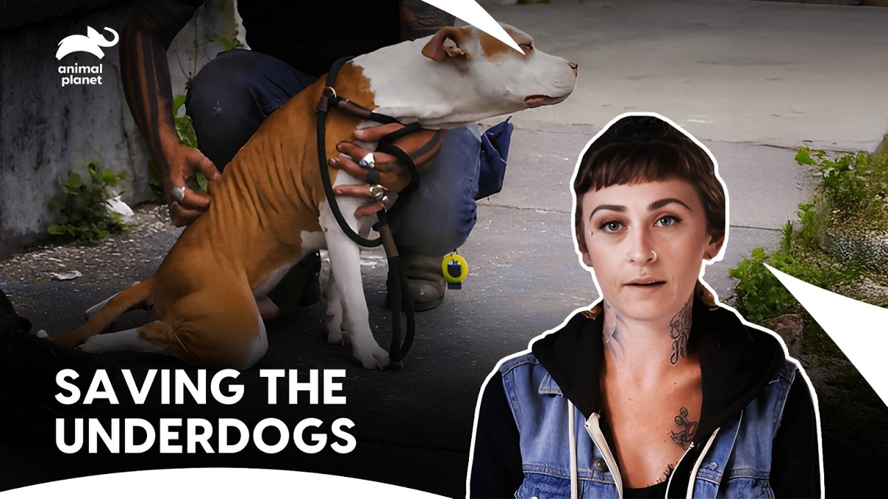 Tia Torres Teams, Day & Night Dog Rescue Mission | Pit Bulls & Parolees S8 E2,7,1 | Animal Planet