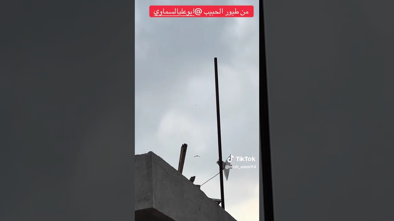 تخريج الاخ المحترم محمد الحلاوي 🌹عمر الذيل 47 يوم 