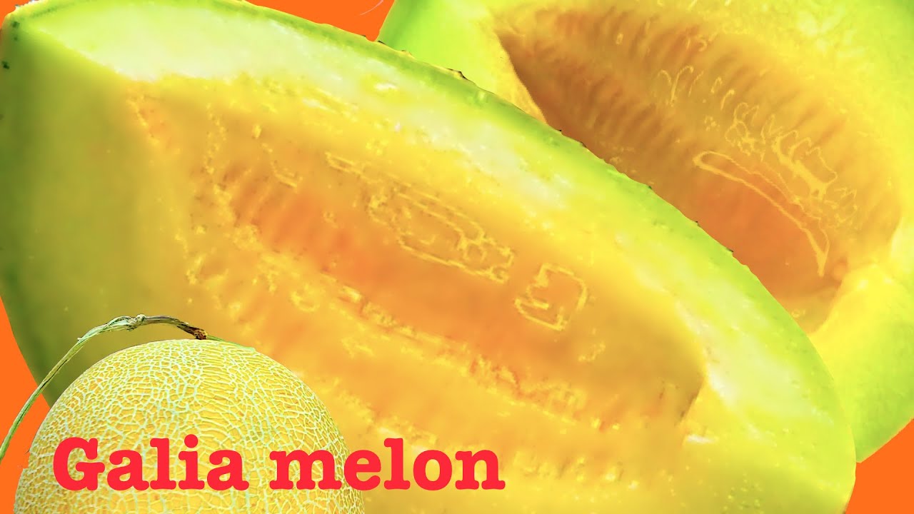 [Without opening]How to choose a sweet & ripe galia melon