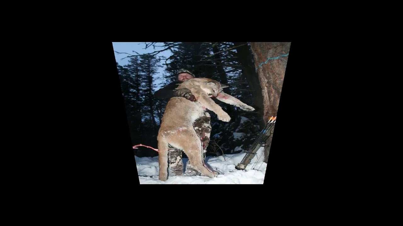 Cougar/Lynx Hunting 2018