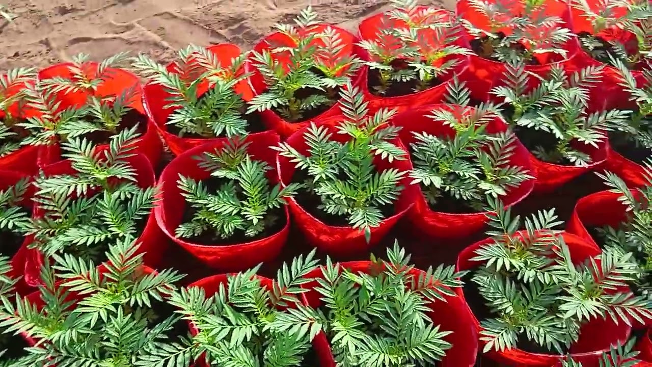 Vạn thọ bị bệnh lùn xoắn lá