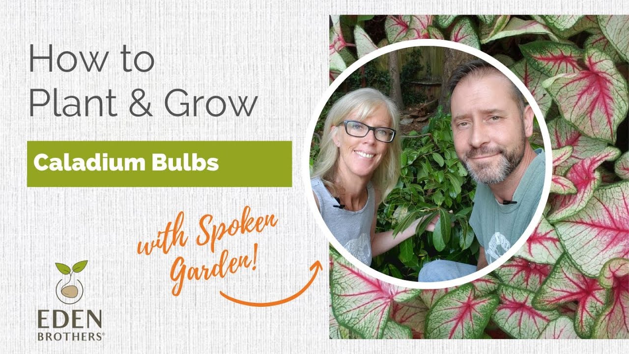 How to Plant and Grow Caladium Bulbs