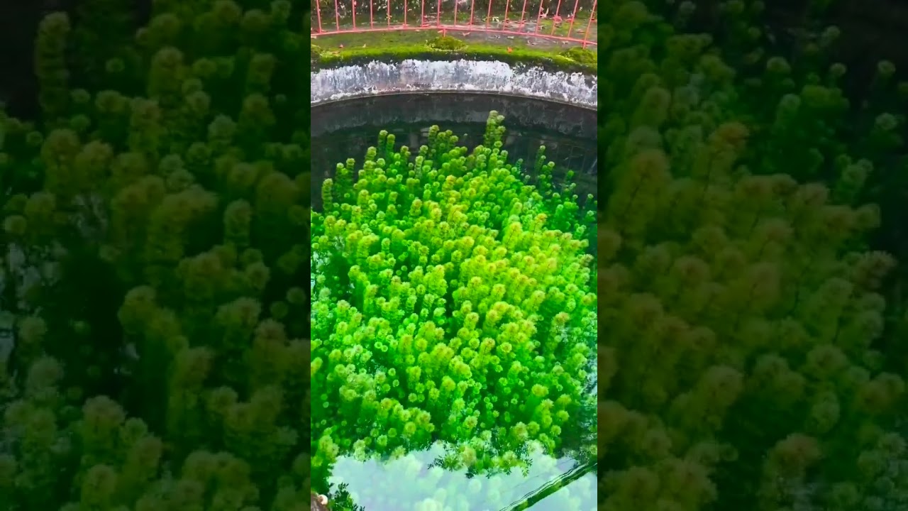 Pound Of Plants #nature #love