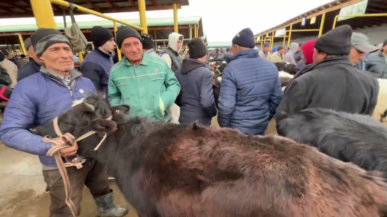 G’O’NAJIN NARXLARI 08.02.2026 PLATINA MOL BOZOR 