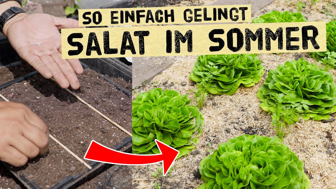 Salate im Sommer anbauen - diese Sorten sind geeignet - Tipps und Tricks zur Aussaat - Kopfsalate
