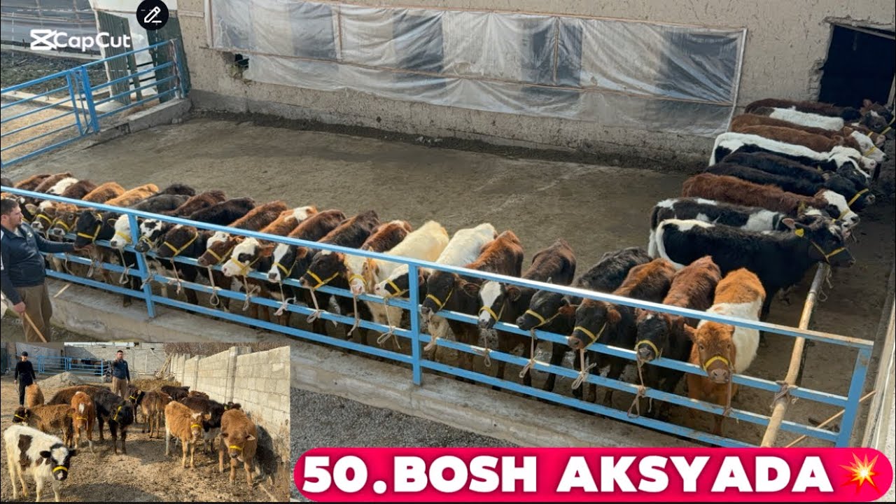 👁️BUGUNGI KUNDA ENG ARZON JOYI BOLDI 💸60000.dan boshlap buqalar va hunajinlar 226_01_24_febral.