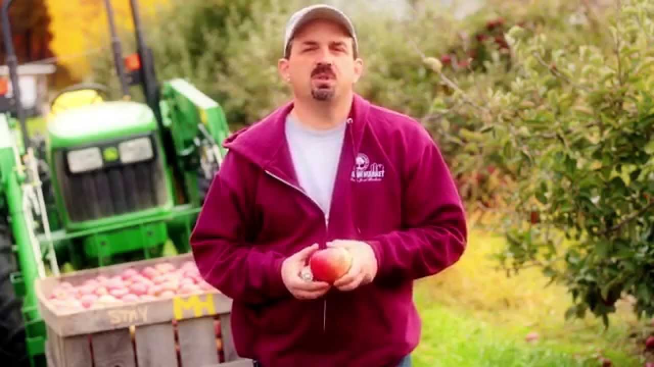 The Life Cycle of an Apple