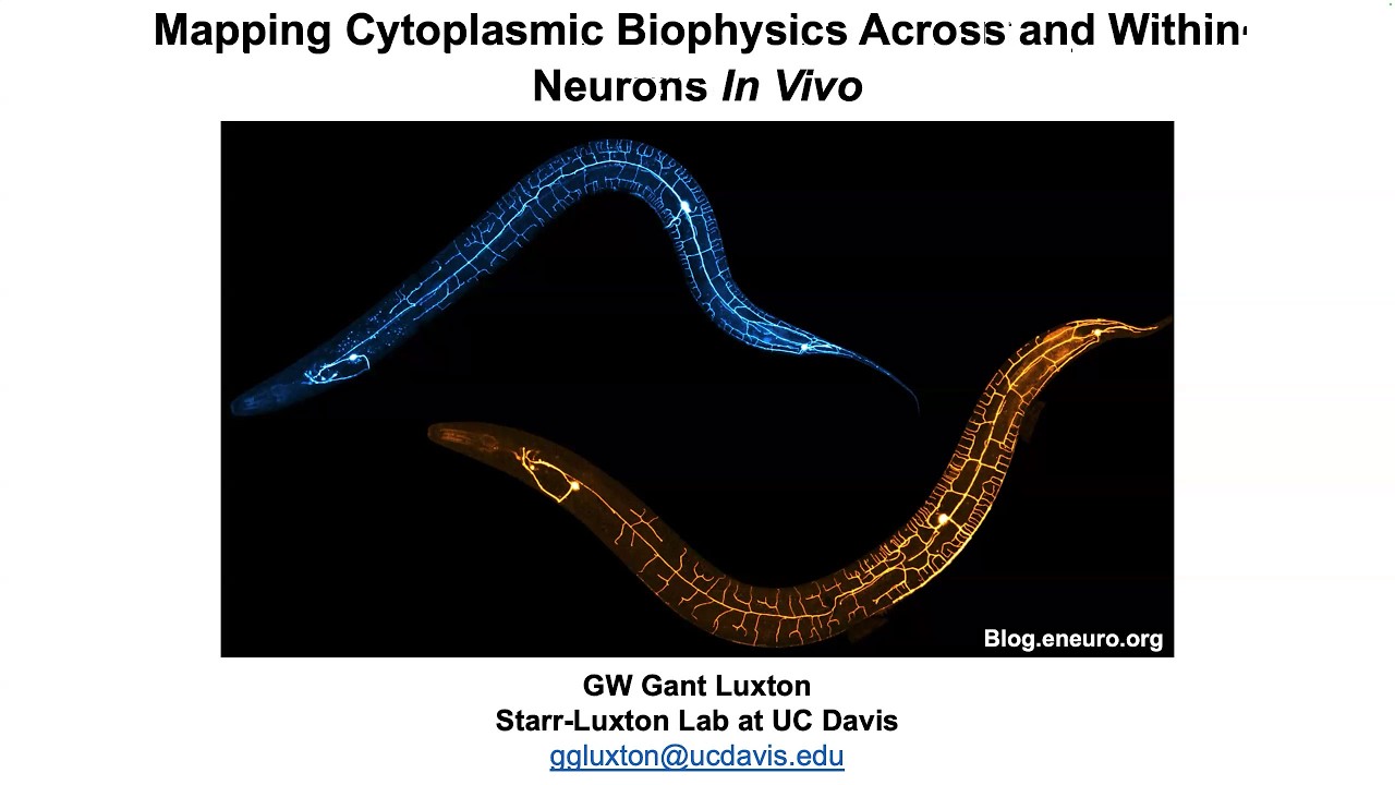 Physical Properties of the Cytoplasm Seminar Series #33 | Gant Luxton