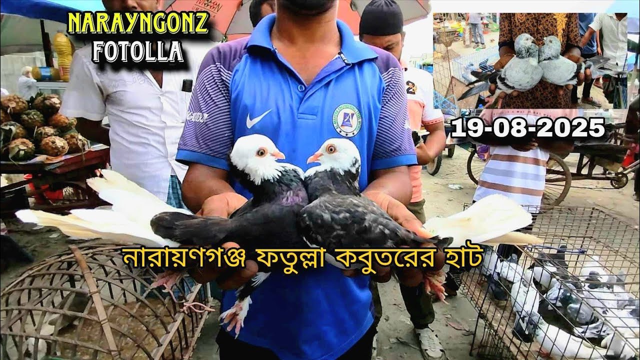 19-08-2025 ফতুল্লা কবুতরের হাট | kobutor hat | Fatullah pigeon market | কবুতরের দাম | Pigeons price 