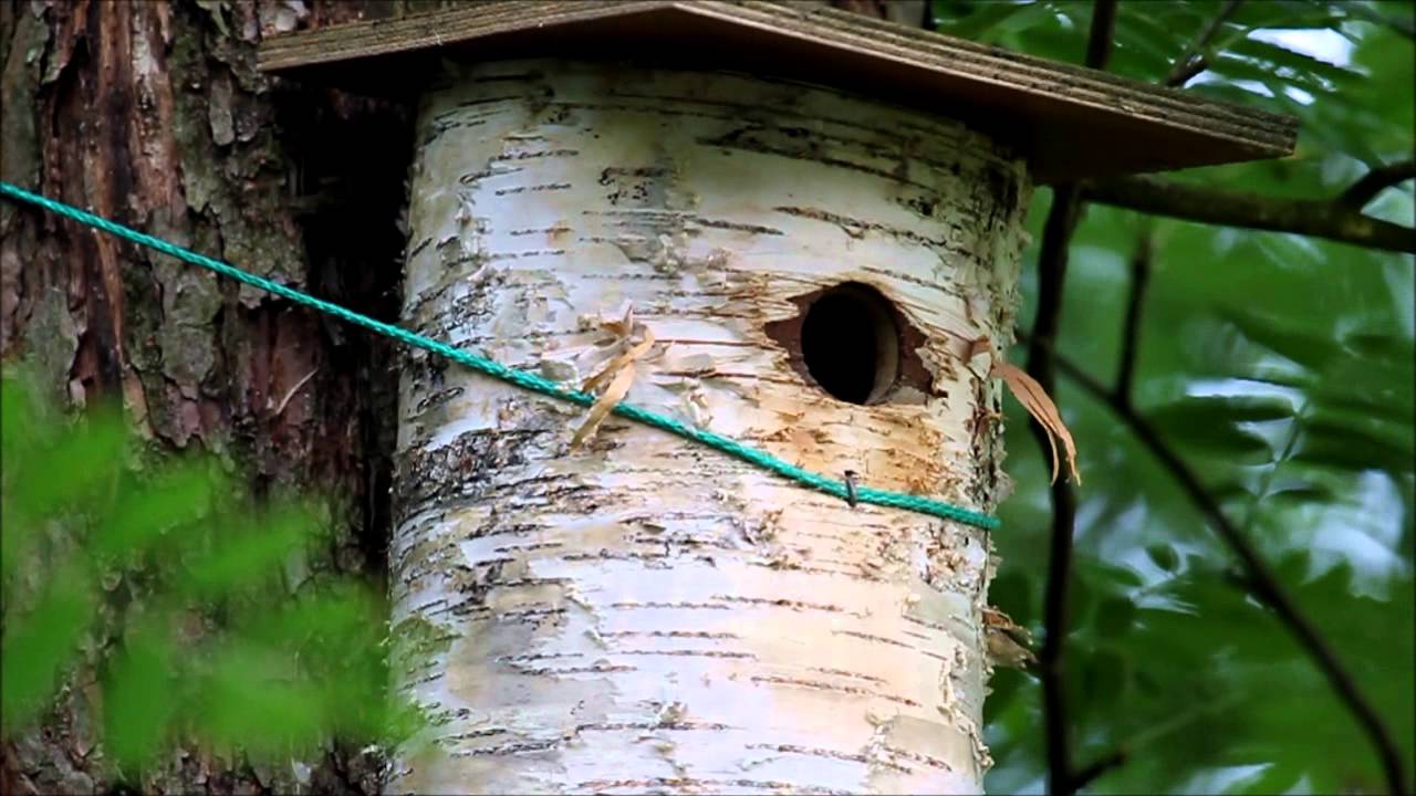 Pikkuvarpunen ruokkii poikasiaan.