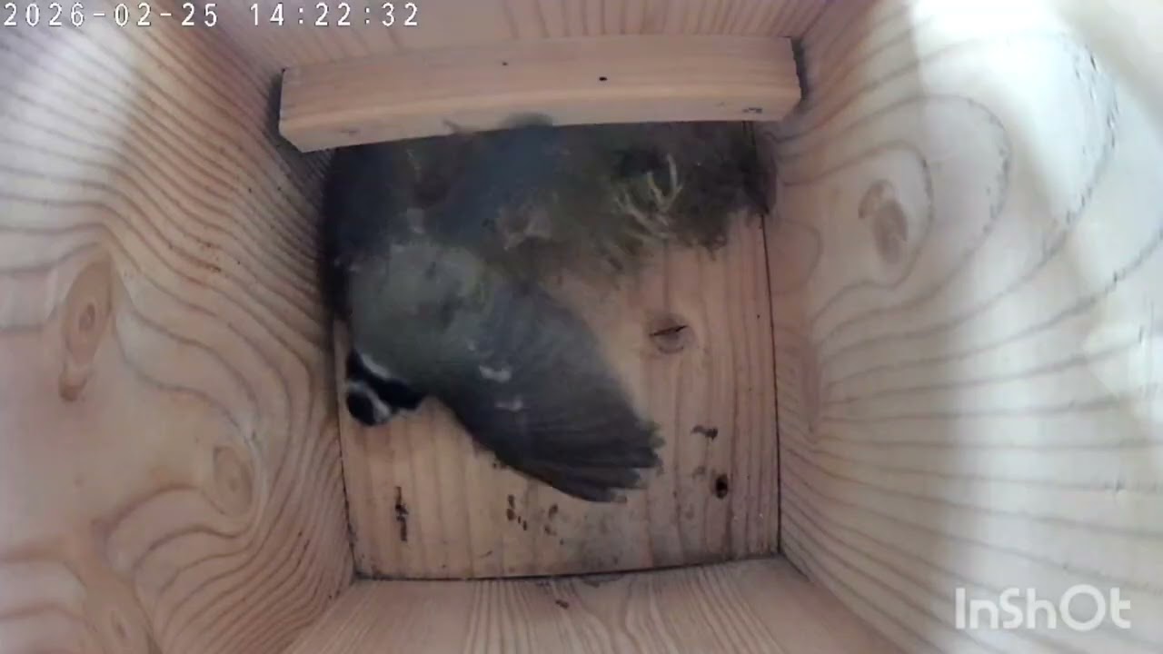 Nestbau der Blaumeise, Teil 2 🐦🐦
