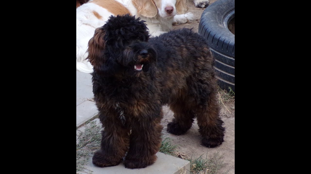 Cocker spaniel/ Pudel, Cockapoo F1, piesek 8 miesięcy, wychowany, spokojny, Phantom Merle