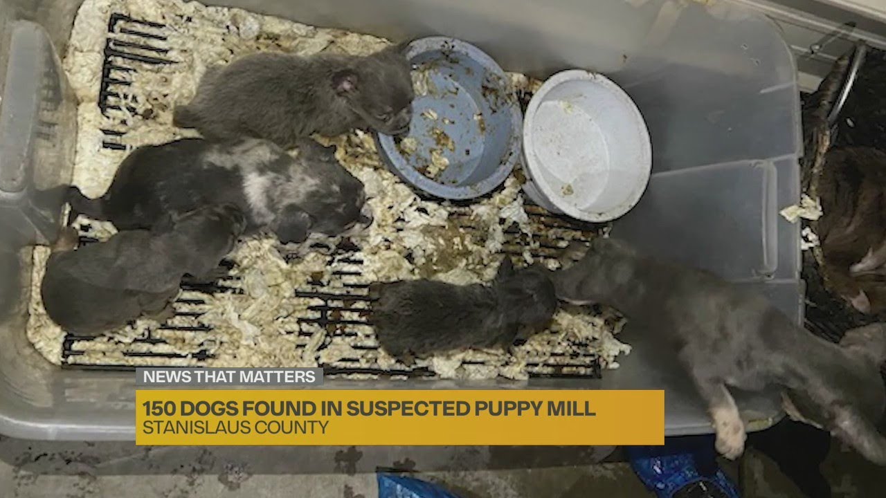 150 dogs found in suspected puppy mill