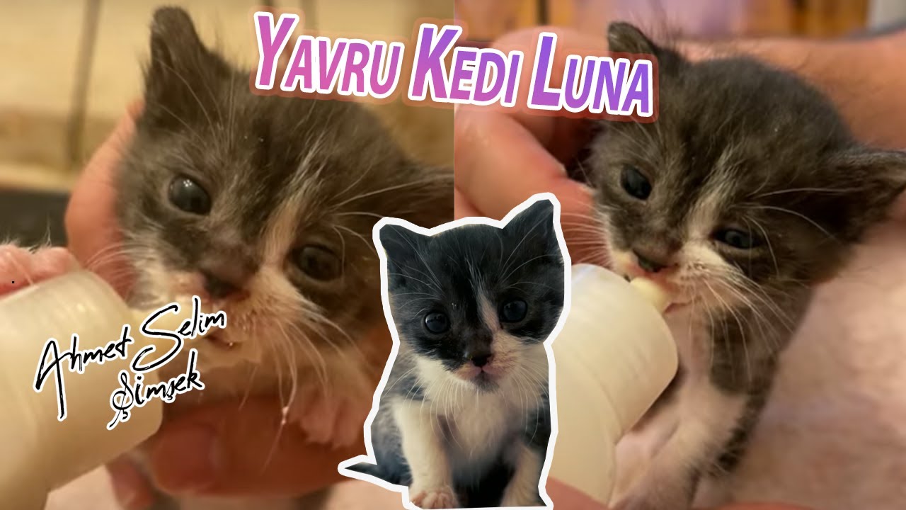 Yavru Kedi Luna. @CatsandGold