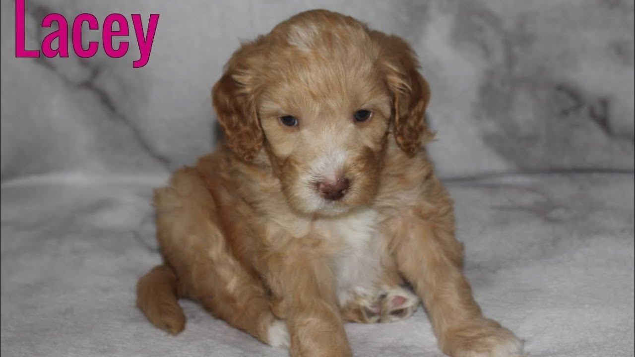 Lacey- Puppy Aptitude Testing 