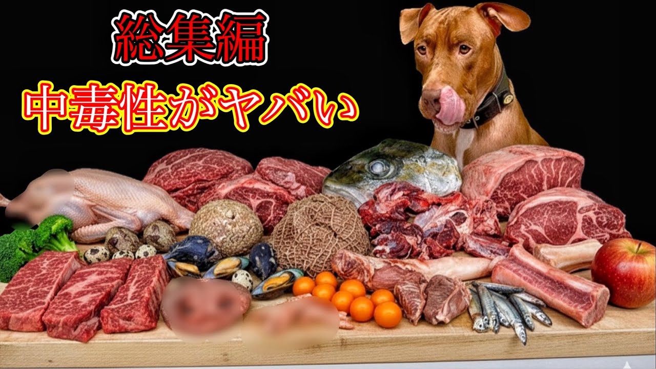 犬の咀嚼音!骨付き肉をうまそうに食べる音が気持ちいい