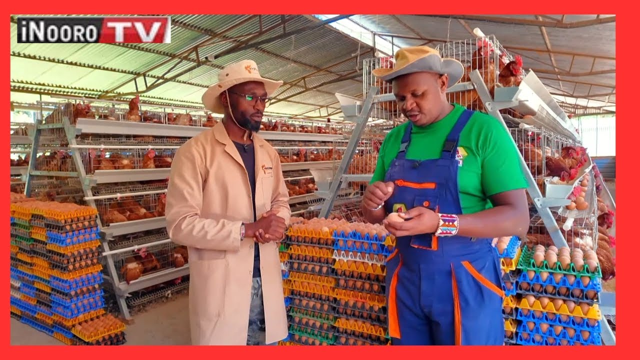 Ũrĩmi wa Ngũkũ na Ekstreme Poultry Farm #MũgamboWaMũrĩmi